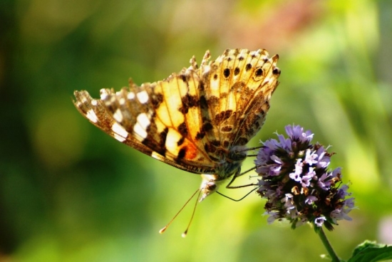 babôčka bodliaková