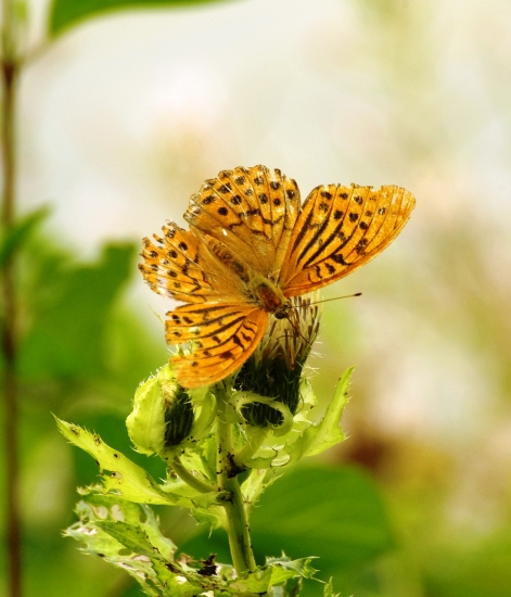 perlovec striebristopásavý