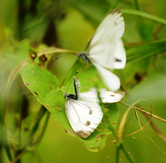 párenie mlynárikov