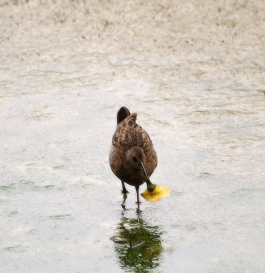 chriašteľ
