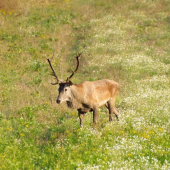jeleň