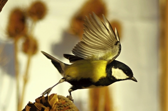 parus major