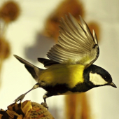 parus major