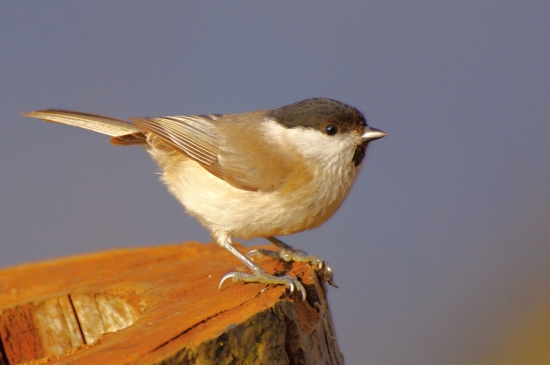 sýkorka lesklohlavá