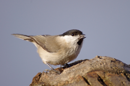 sýkorka lesklohlavá
