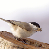 parus palustris