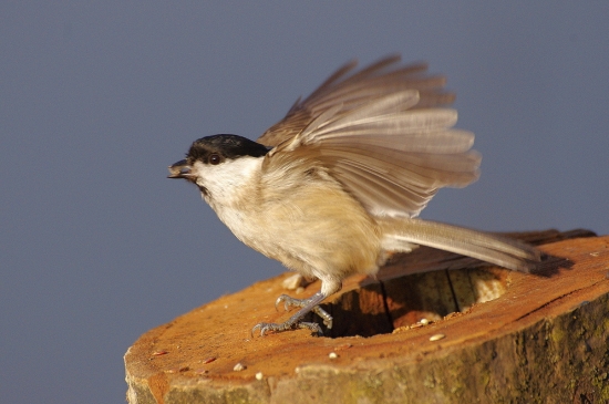 sýkorka lesklohlavá