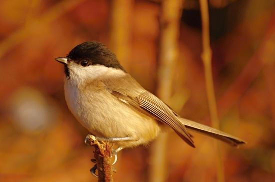 sýkorka lesklohlavá