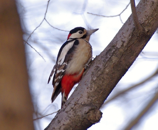 ďateľ veľký-samček