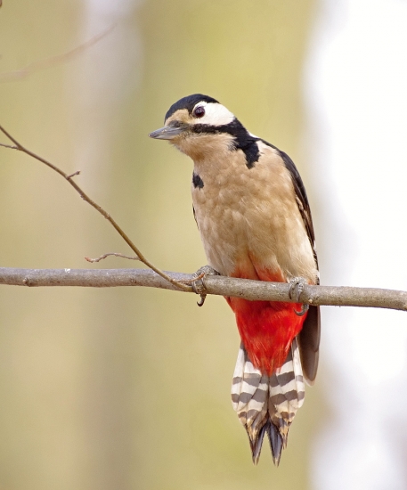sedím na konári a ...