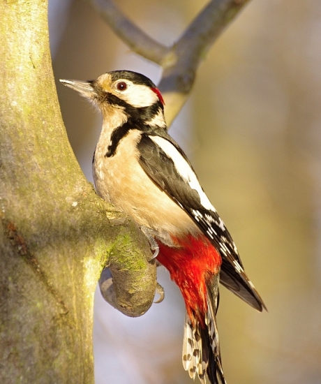 ďateľ veľký-samček