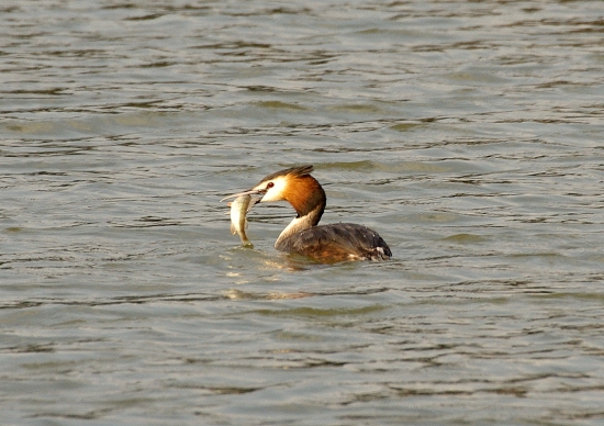 Je chutný,ale pichá