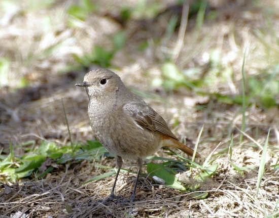 žltochvost-samička