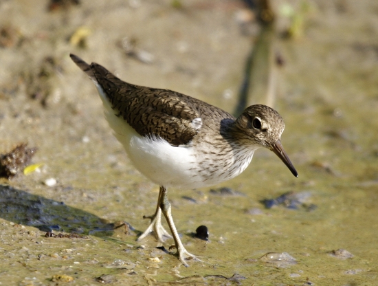 actitis hypoleucos-kalužiačik malý