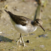 actitis hypoleucos-kalužiačik malý