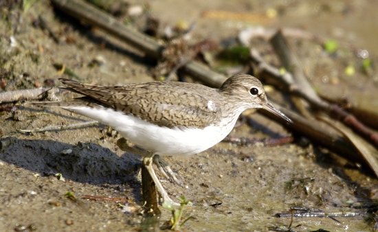 actitis hypoleucos-kalužiačik malý