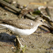 actitis hypoleucos-kalužiačik malý