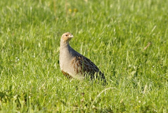 jarabica