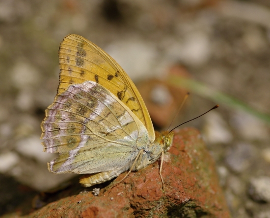 perlovec striebristopásy