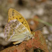 perlovec striebristopásy