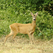 vystrašená