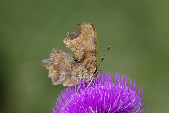 babôčka zubatokrídla