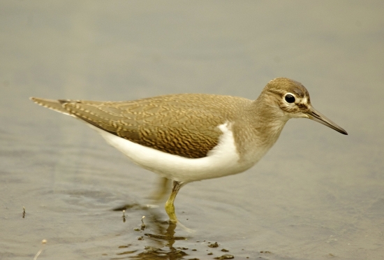 actitis hypoleucos-kalužiačik malý