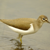 actitis hypoleucos-kalužiačik malý