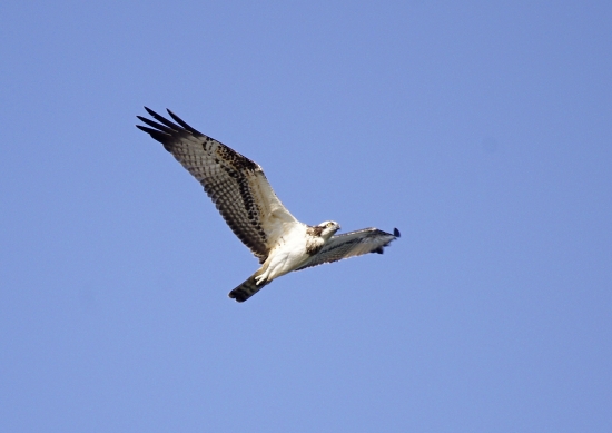 kršiak rybár-pandion haliaetus