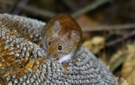 zlodej slnečníc...