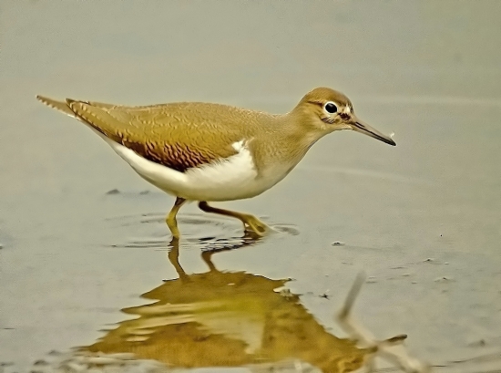actitis hypoleucos-kalužiačik malý