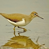 actitis hypoleucos-kalužiačik malý