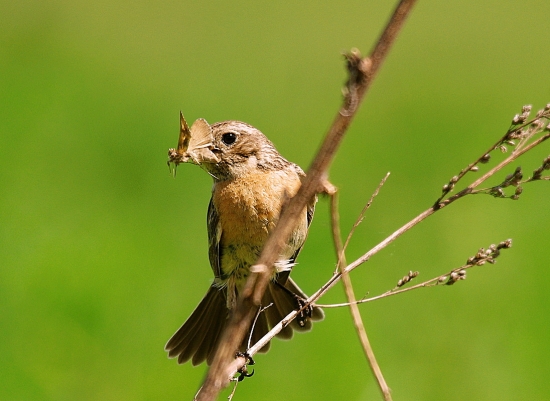 prhlaviar čiernohlavý - samička