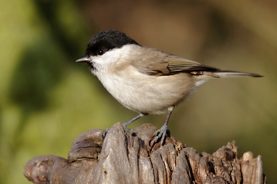 sýkorka lesklohlavá
