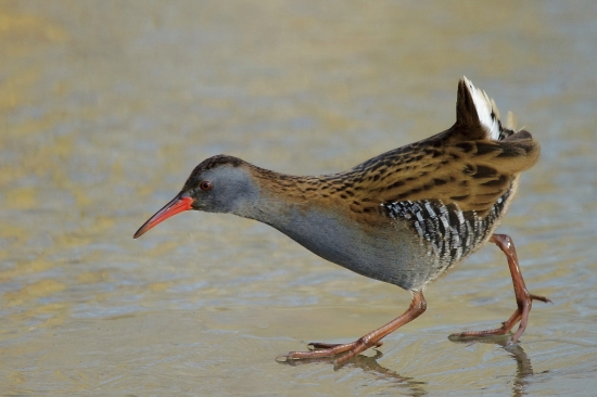 chriašteľ na ľade