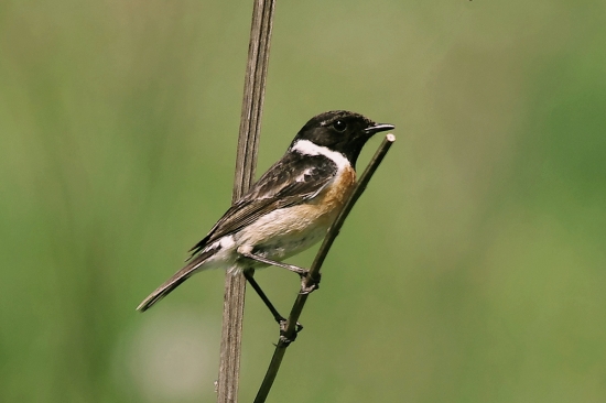 prhlaviar čiernohlavý