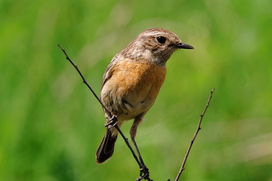 prhlaviar čiernohlavý -samička