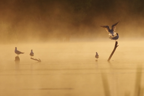 vítanie nového dňa...