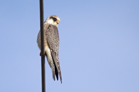 falco vespertinus