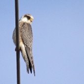 falco vespertinus