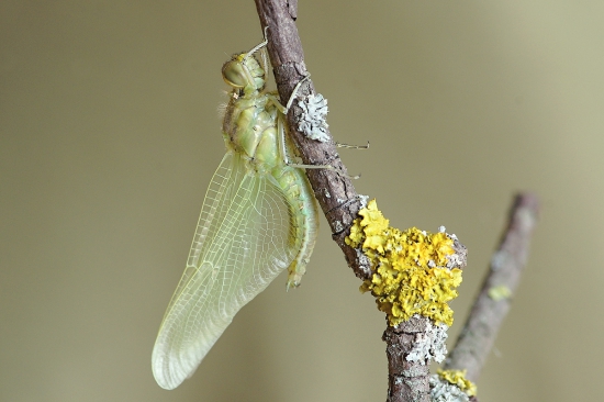 čerstvo vyliahnutá...