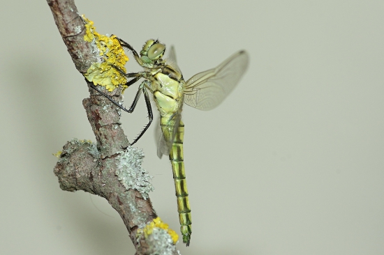 tesne pred prvým štartom