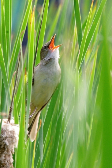 trsteniarik