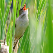 trsteniarik