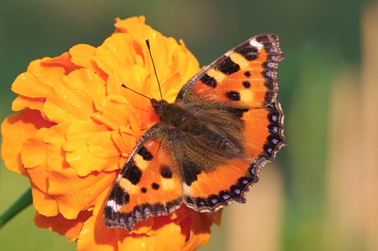 babôčka prhľavová