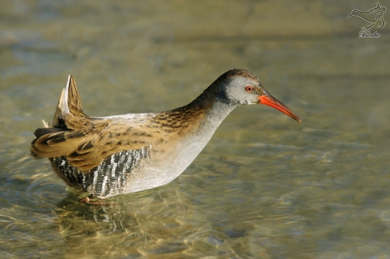 chriašteľ vodný/rallus aquaticus