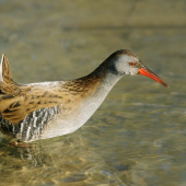 chriašteľ vodný/rallus aquaticus