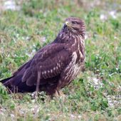 myšiak