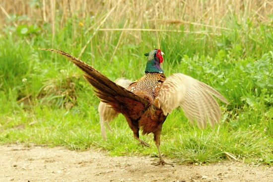 tokanie