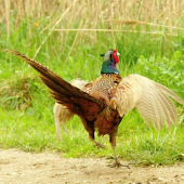 tokanie